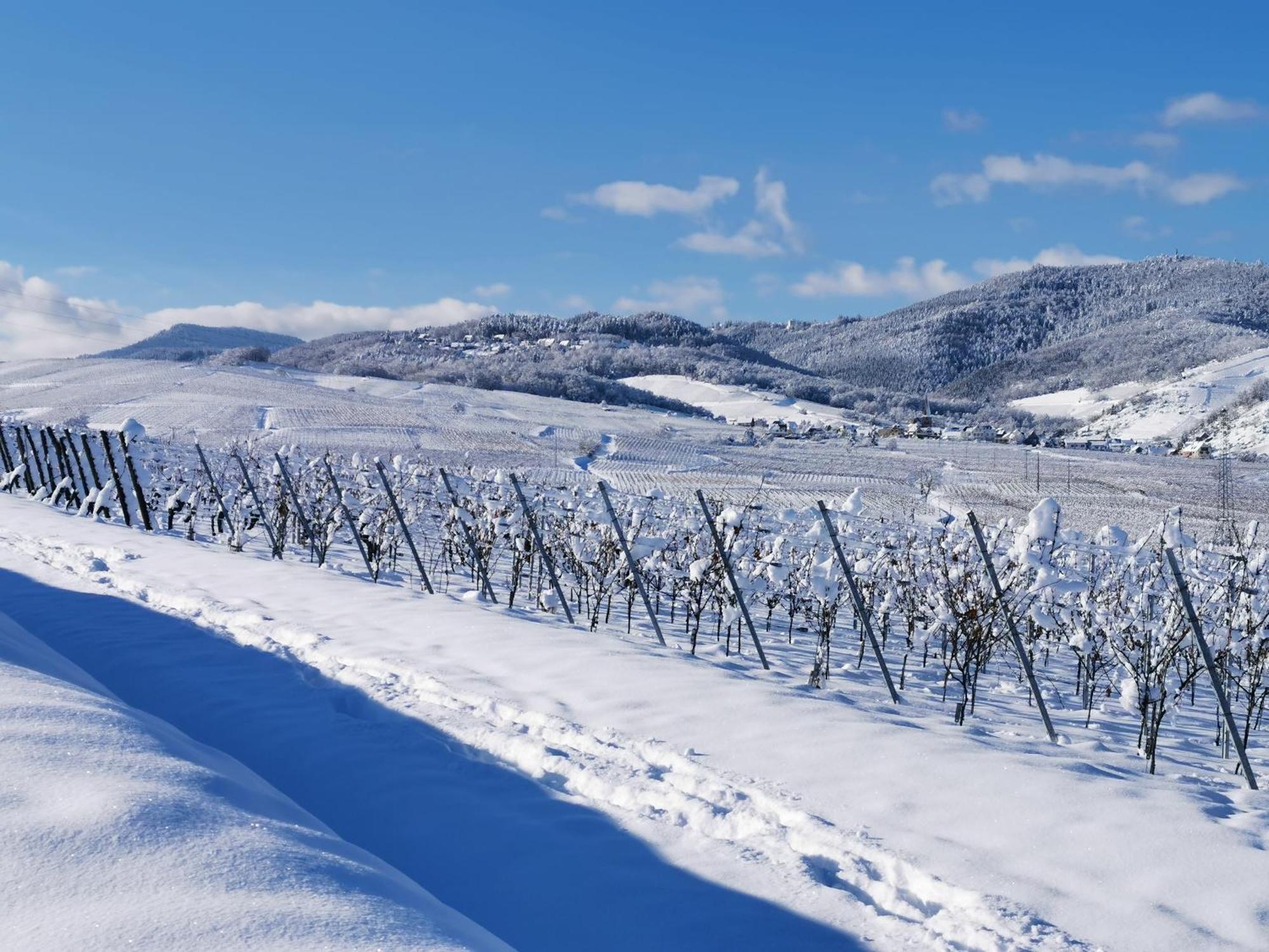 Entre Ville Et Vignes - Gite Classe 3 Etoiles Ingersheim Buitenkant foto